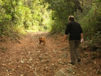 Wanderung mit Hund