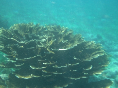 Koralle.jpg