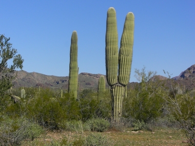 Double Saguaro
